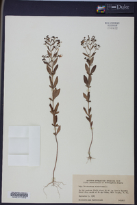 Trichostema dichotomum image