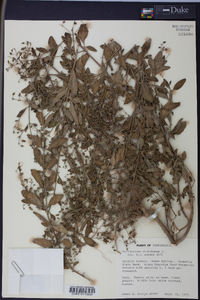 Trichostema dichotomum image