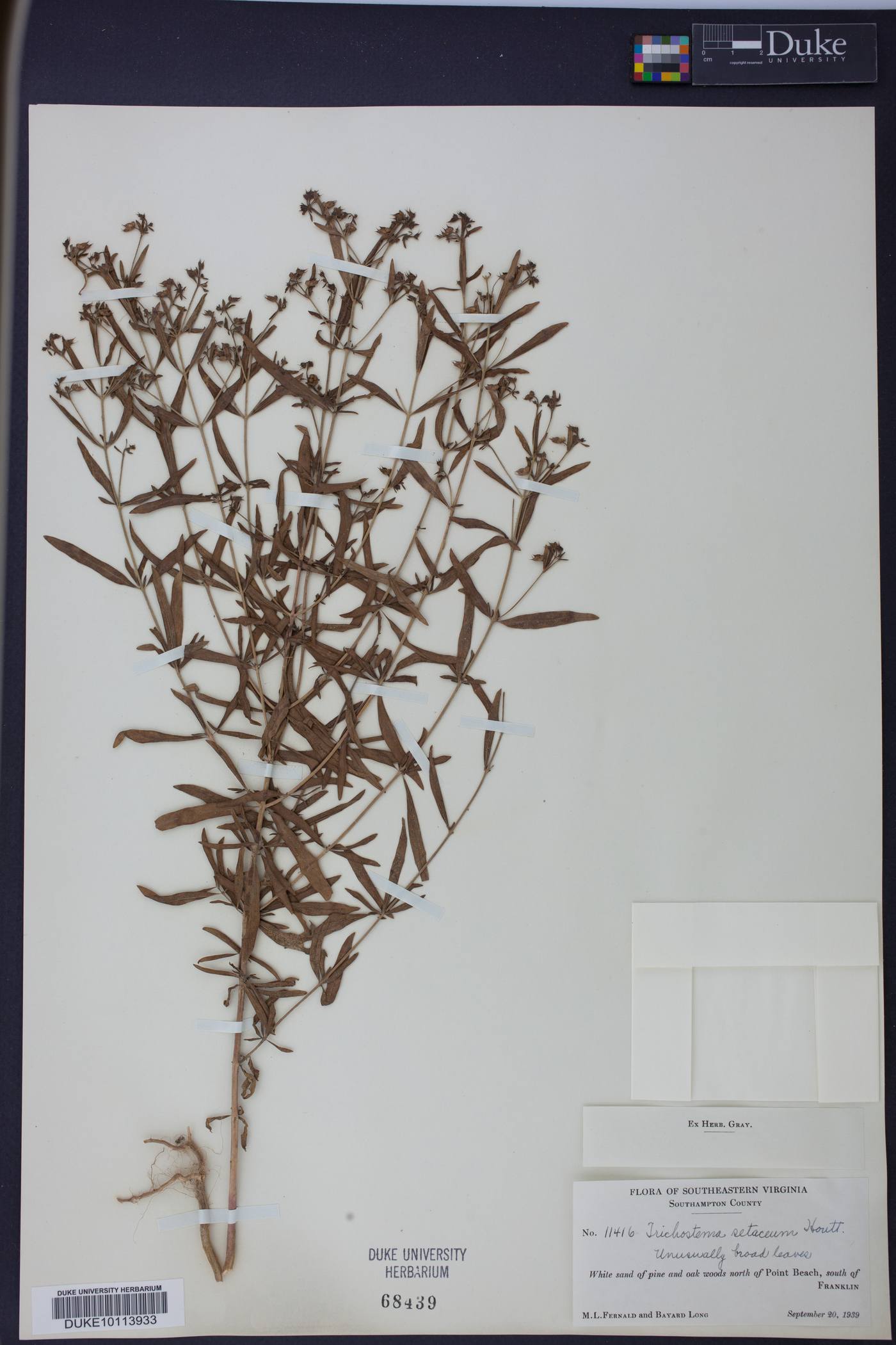 Trichostema setaceum image