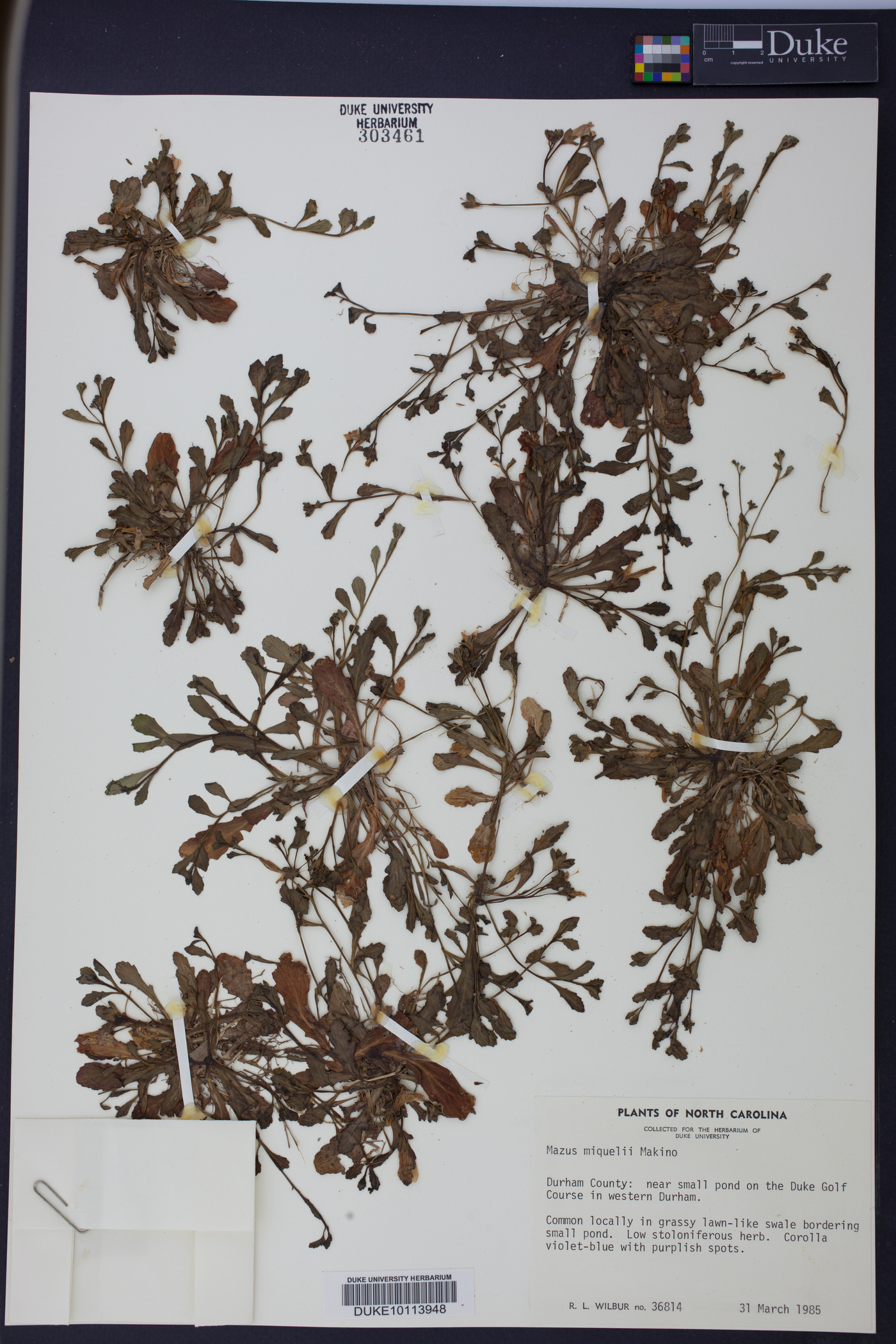 Mazus miquelii image