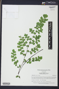 Adiantum capillus-veneris image