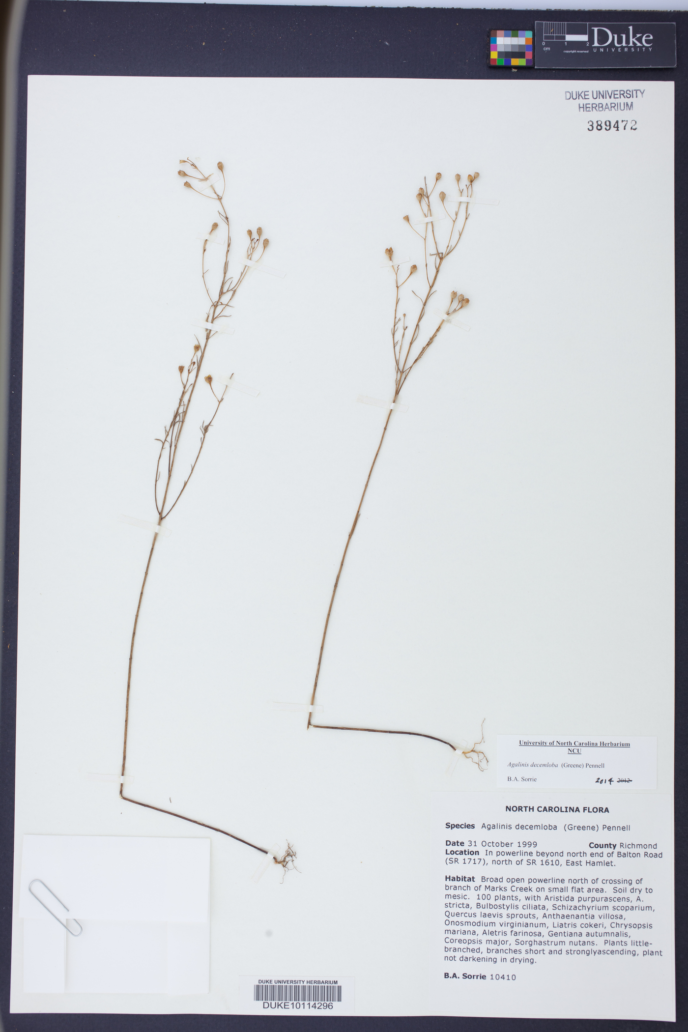 Agalinis decemloba image