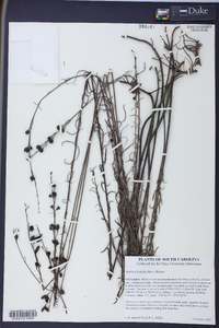 Agalinis linifolia image