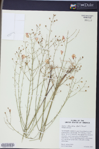 Agalinis obtusifolia image