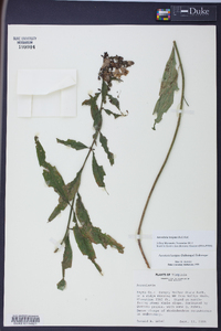 Aureolaria levigata image