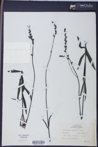 Buchnera floridana image