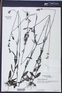 Buchnera floridana image