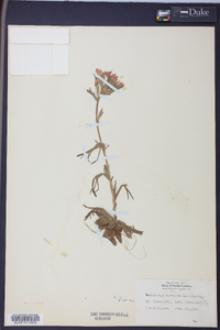 Castilleja coccinea image