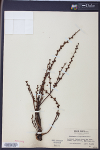 Epifagus virginiana image