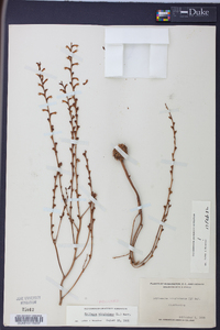 Epifagus virginiana image