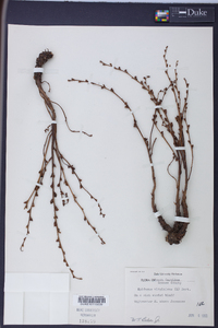 Epifagus virginiana image