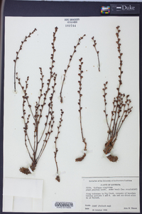 Epifagus virginiana image