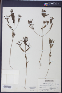 Melampyrum latifolium image