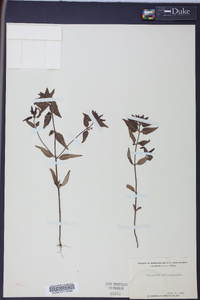 Melampyrum latifolium image