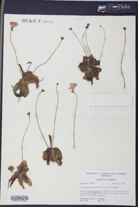 Pinguicula primuliflora image