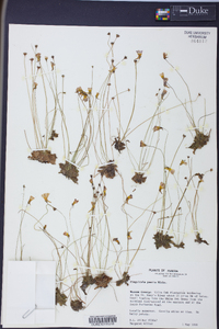 Pinguicula pumila image