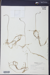 Utricularia gibba image