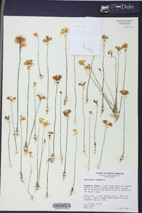 Utricularia cornuta image