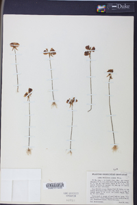 Utricularia cornuta image