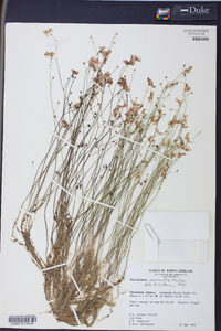 Utricularia cornuta image