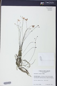 Utricularia cornuta image