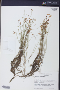 Utricularia cornuta image