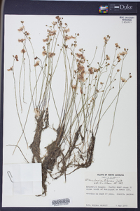 Utricularia gibba image