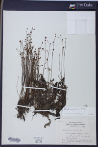 Utricularia gibba image