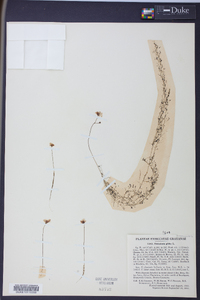 Utricularia gibba image