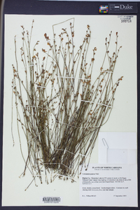 Utricularia juncea image