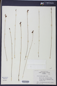 Utricularia juncea image