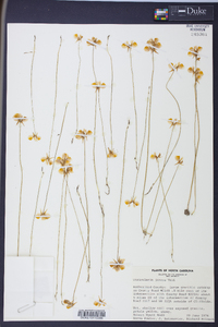 Utricularia juncea image