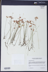 Utricularia juncea image