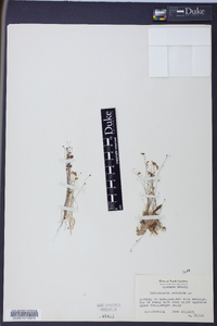 Utricularia subulata image