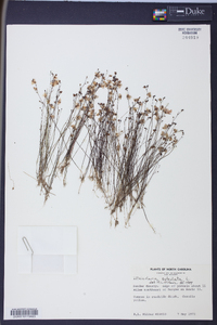 Utricularia subulata image