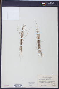 Utricularia subulata image