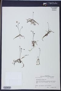 Utricularia gibba image