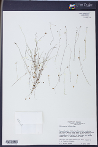 Utricularia gibba image