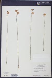 Utricularia cornuta image