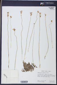 Utricularia cornuta image