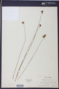 Utricularia cornuta image
