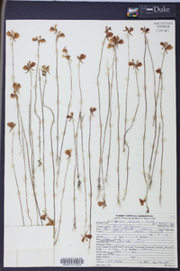 Utricularia cornuta image