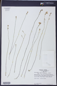 Utricularia cornuta image