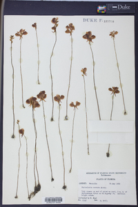 Utricularia cornuta image