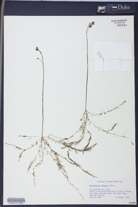 Utricularia gibba image