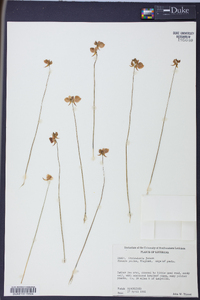 Utricularia juncea image
