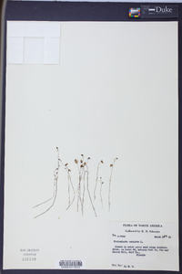 Utricularia subulata image