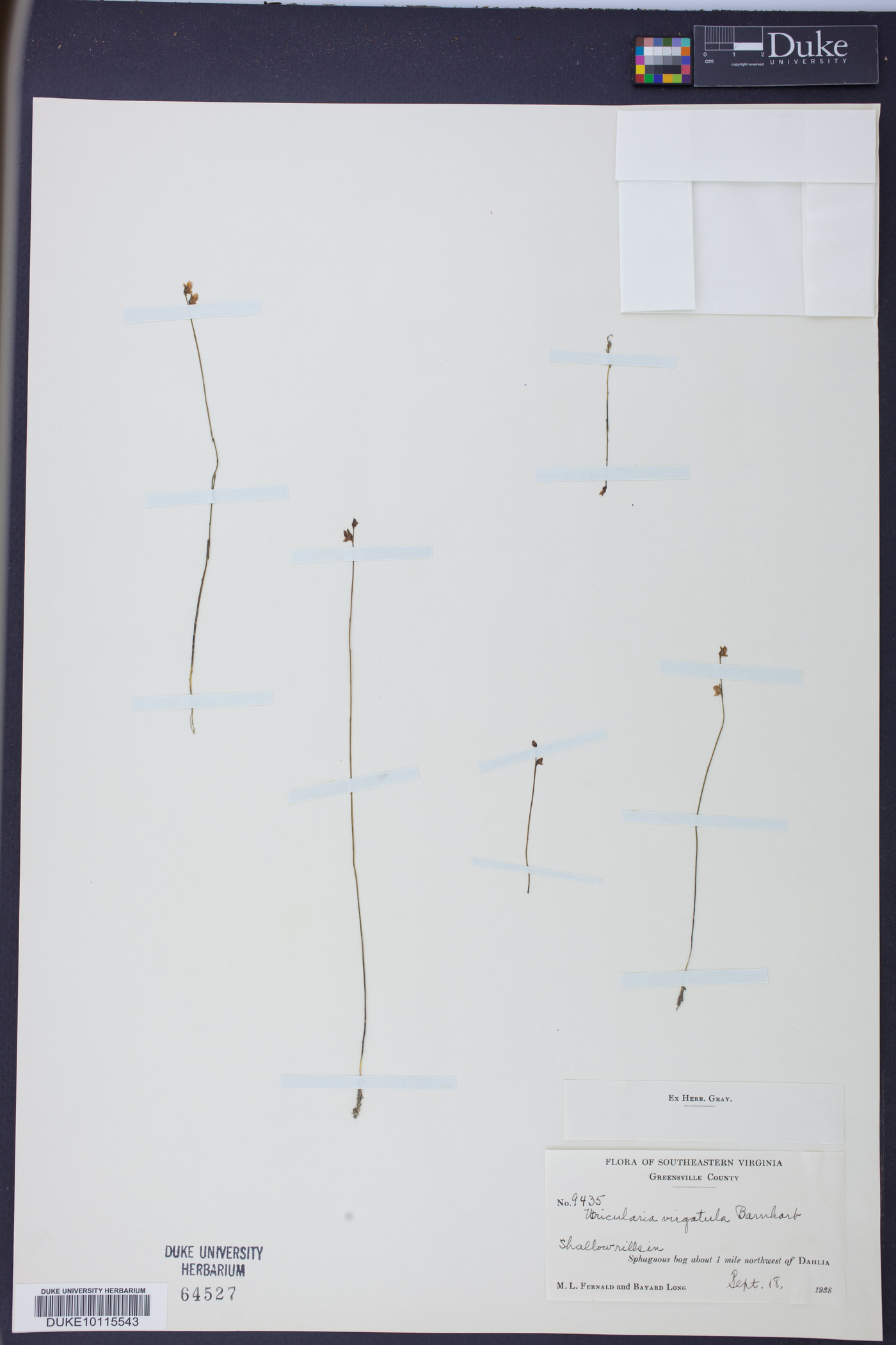 Utricularia virgatula image