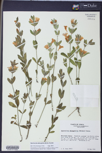 Dyschoriste oblongifolia image