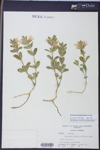 Dyschoriste oblongifolia image